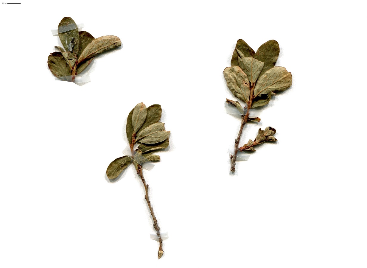 Vaccinium uliginosum subsp. microphyllum (Ericaceae)